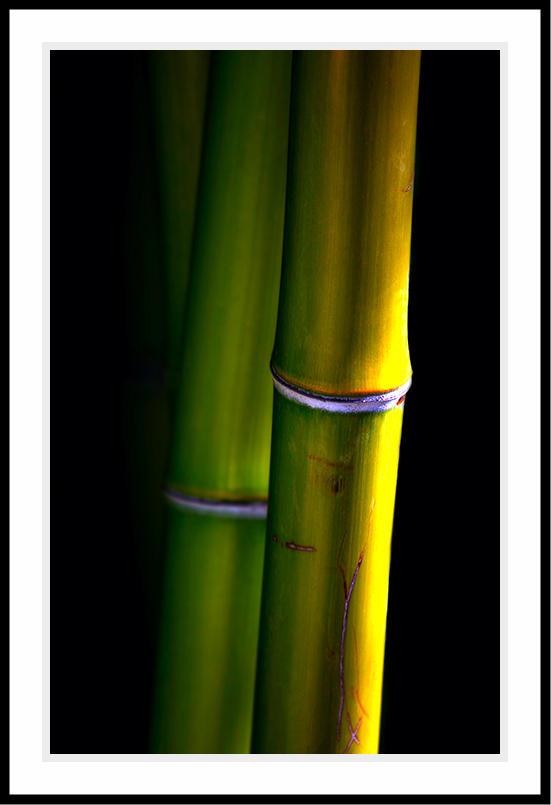Three not very perfect bamboos.